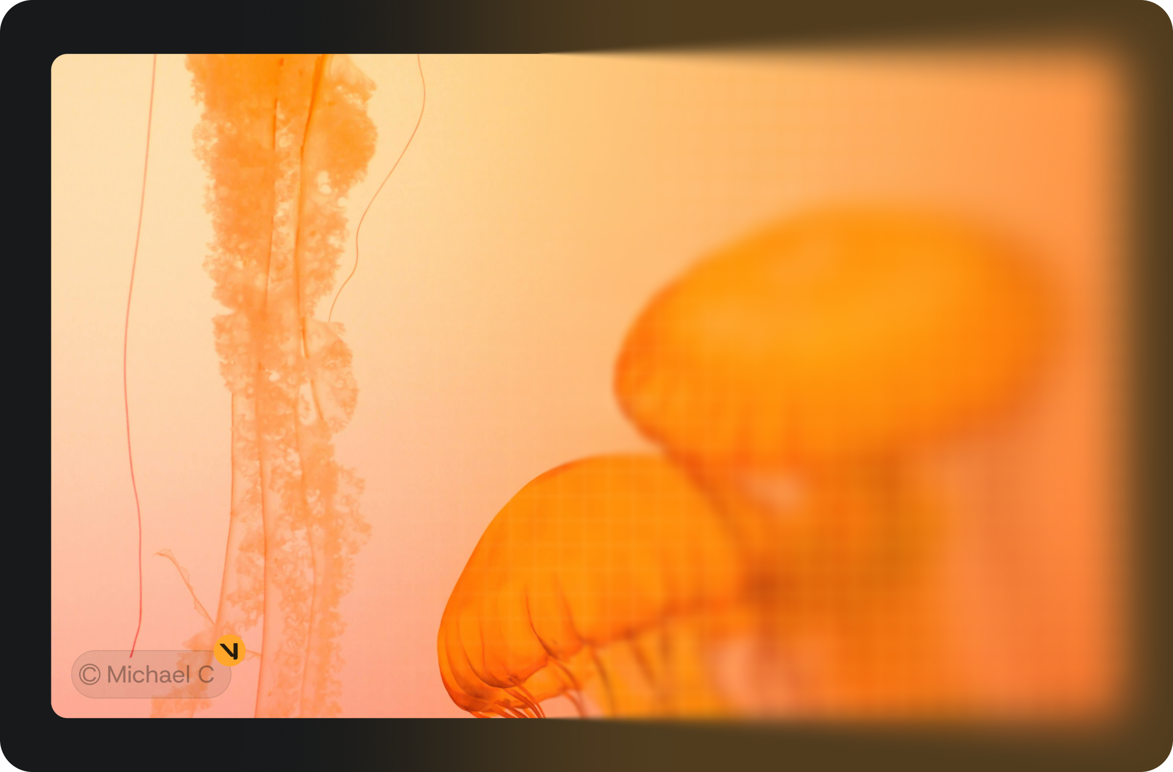 Watermark and fingerprint